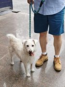 还能提高其仆人